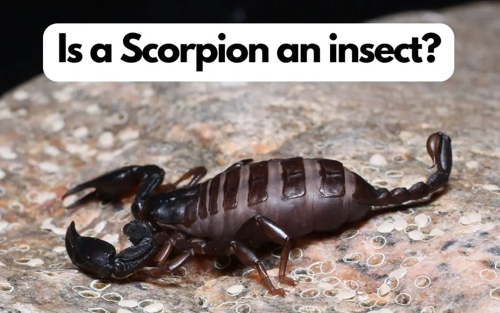 Is a Scorpion an insect?