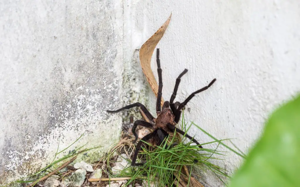 Texas Tan tarantula care