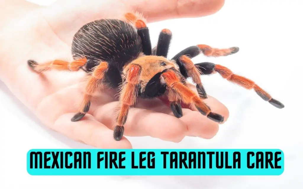 Mexican Fire Leg Tarantula Care