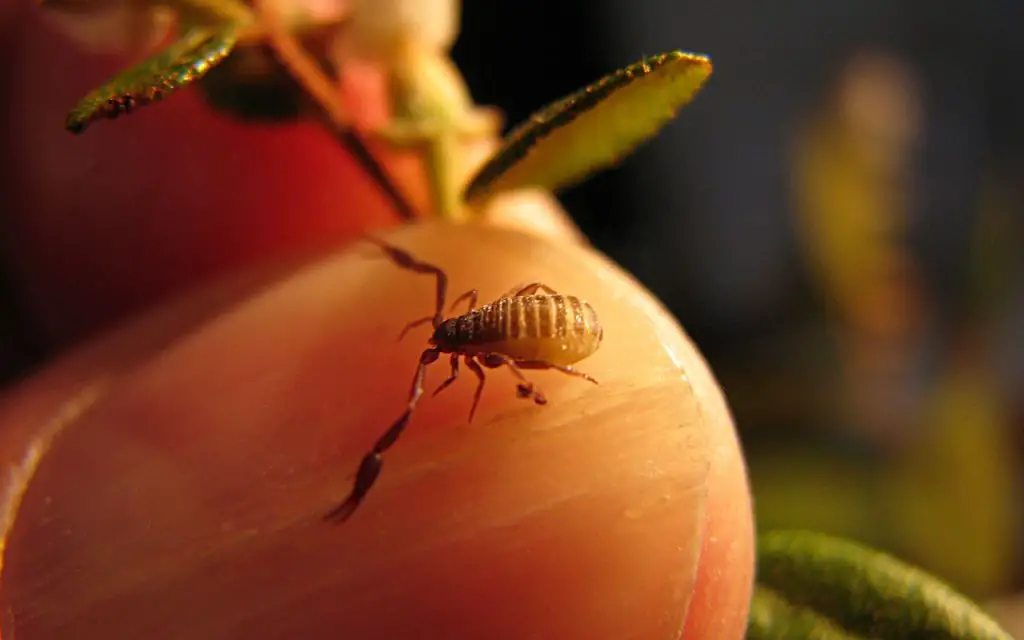 pseudoscorpion in michigan