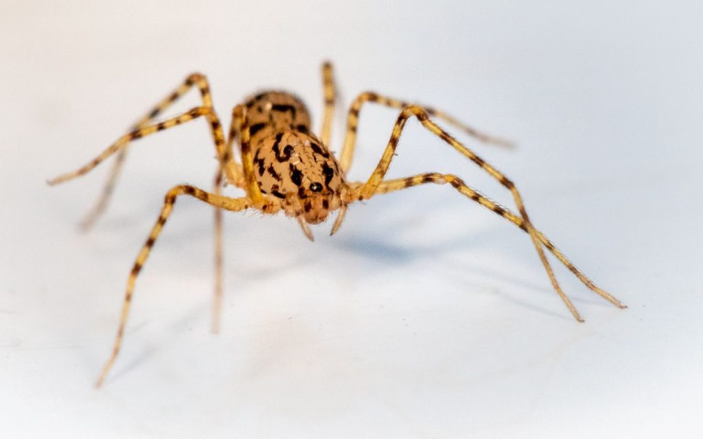 spitting spider vs jumping spider