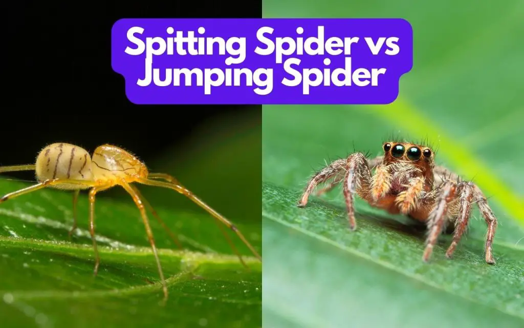 Spitting Spider vs Jumping Spider