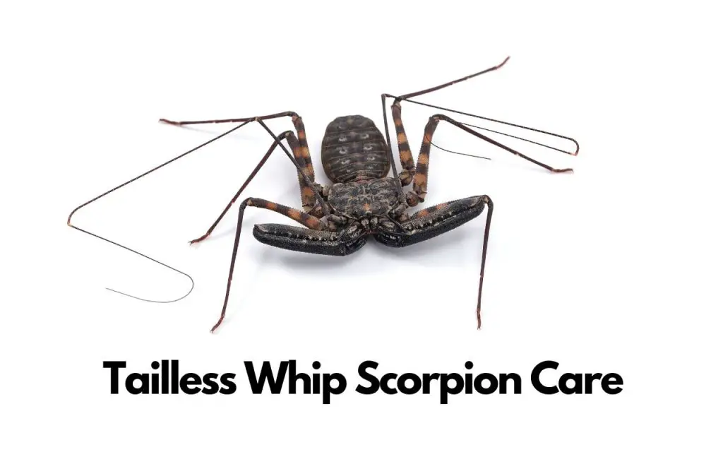 Tailless Whip Scorpion Care