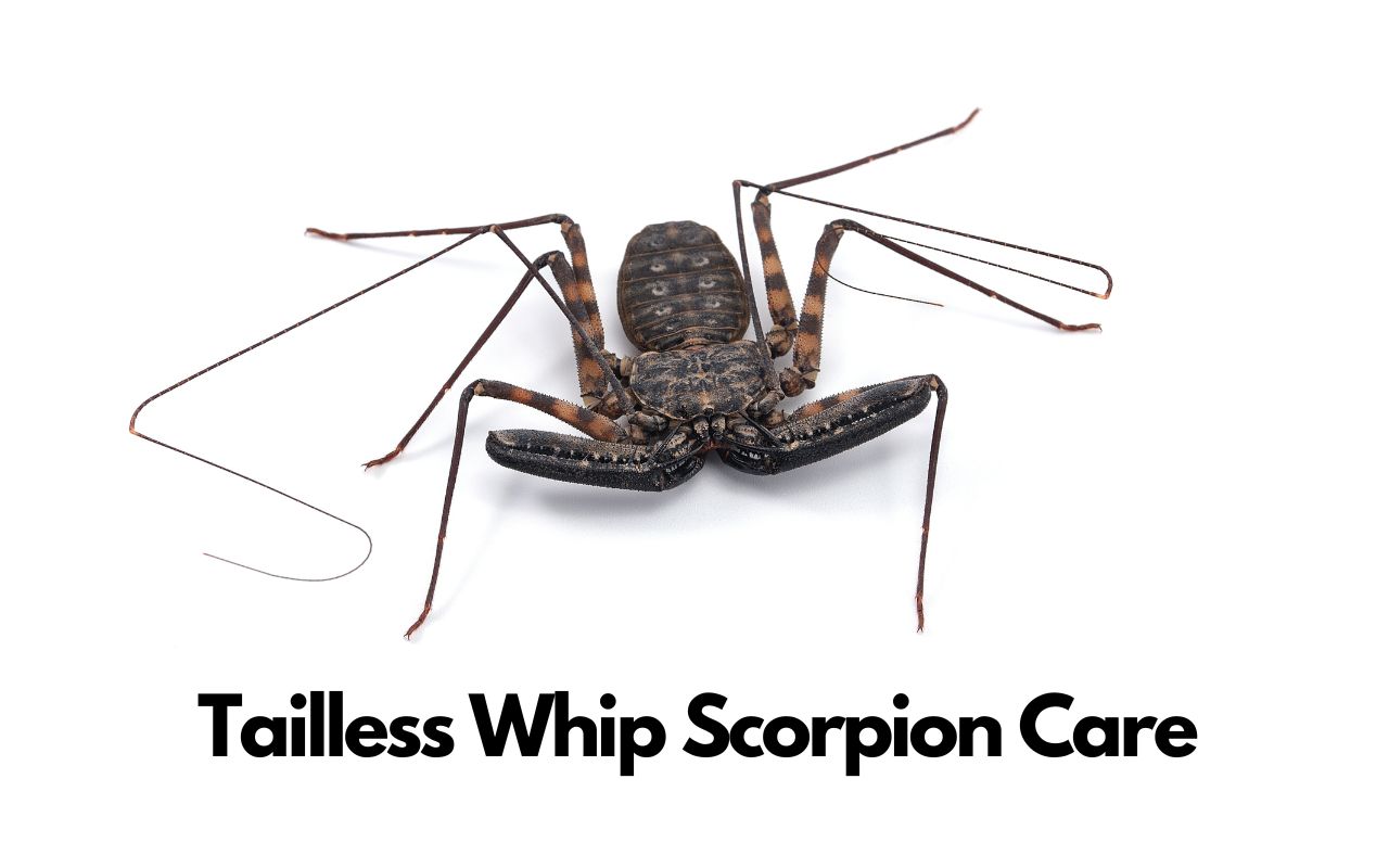 Tailless Whip Scorpion Care (Amblypygi) - The Spider Blog