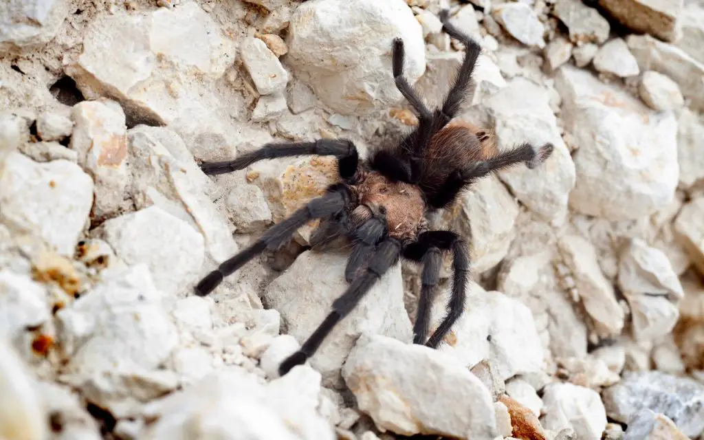 Texas Tan tarantula care