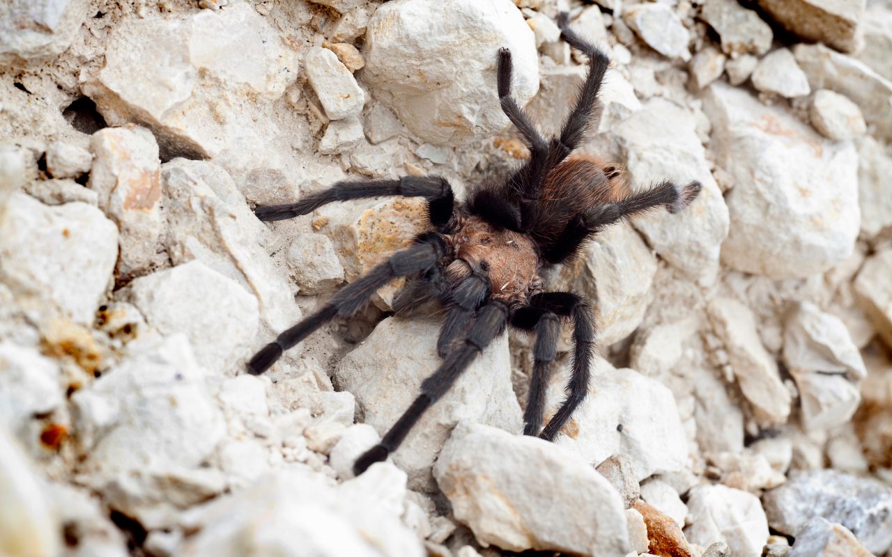 Texas Tan Tarantula Care: A Guide to Aphonopelma anax