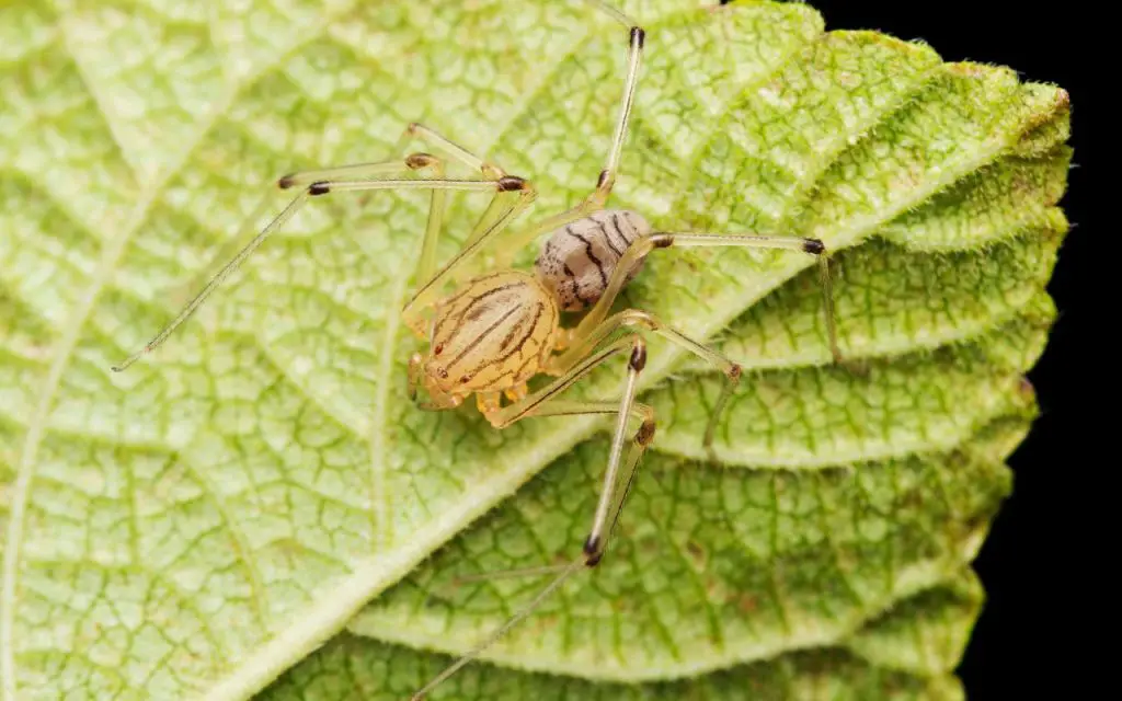 spitting spiders vs. jumping spiders