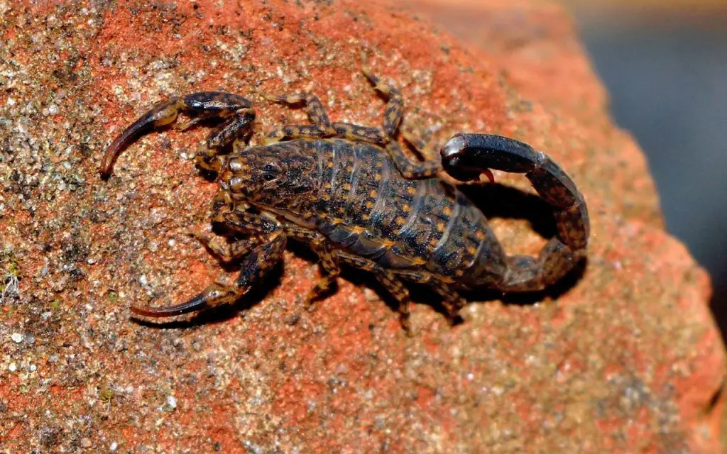 where do scorpions live in australia?