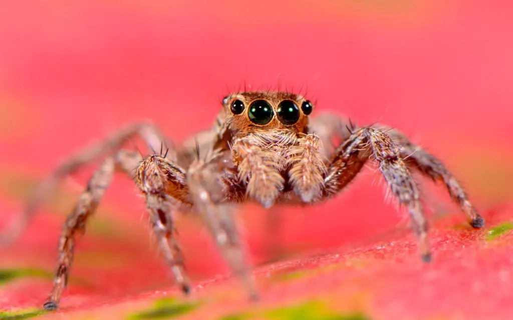 Why are jumping spiders so curious?