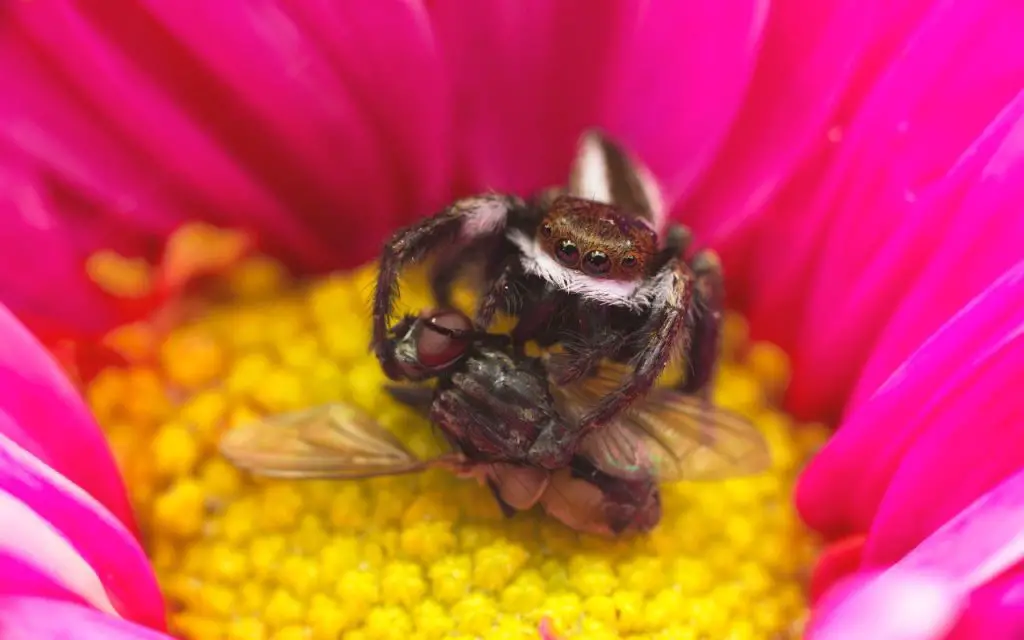 Why are jumping spiders so curious?