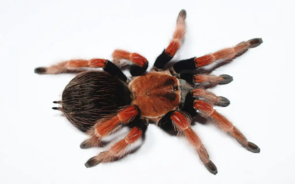 Mexican Fire Leg Tarantula Care