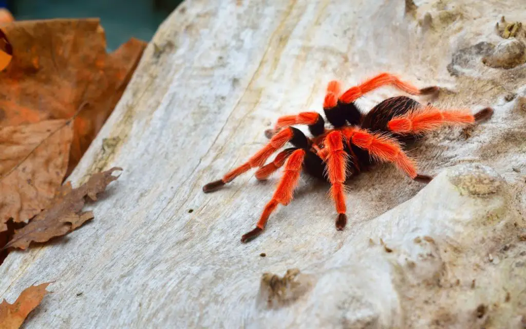 Mexican Fire Leg Tarantula Care