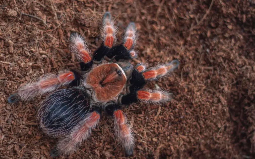 Mexican Fire Leg Tarantula Care