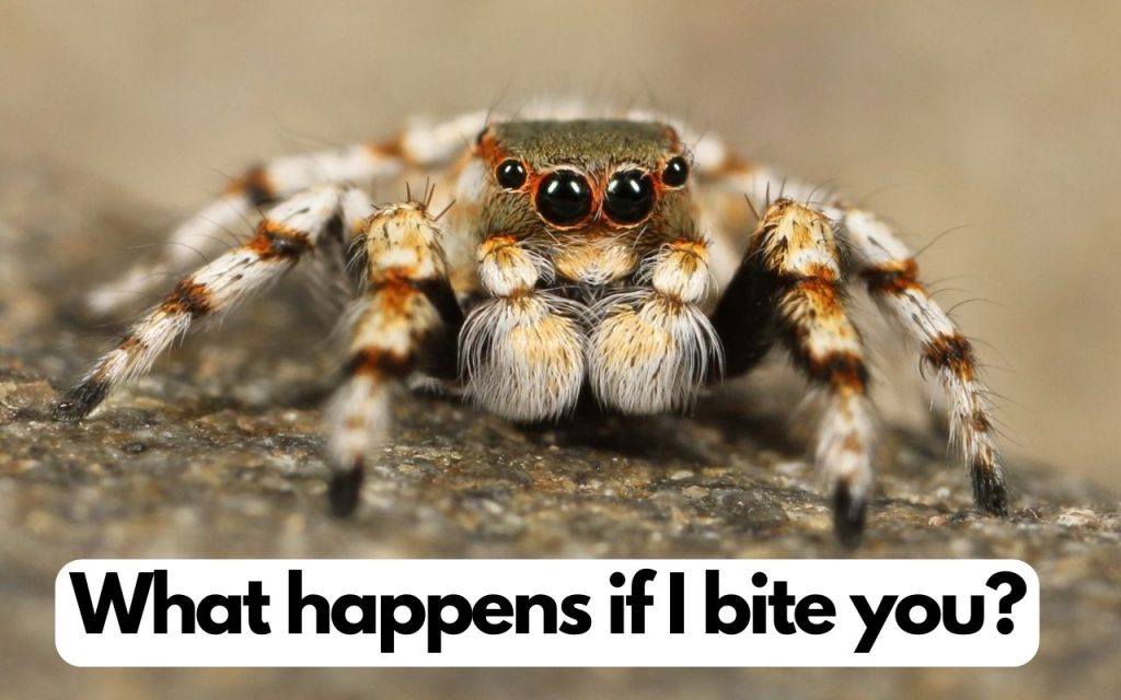 What happens if a jumping spider bites you?