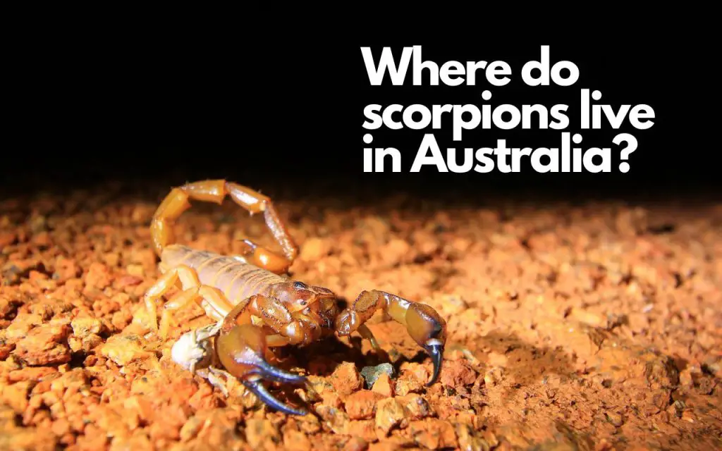 Where do scorpions live in Australia?