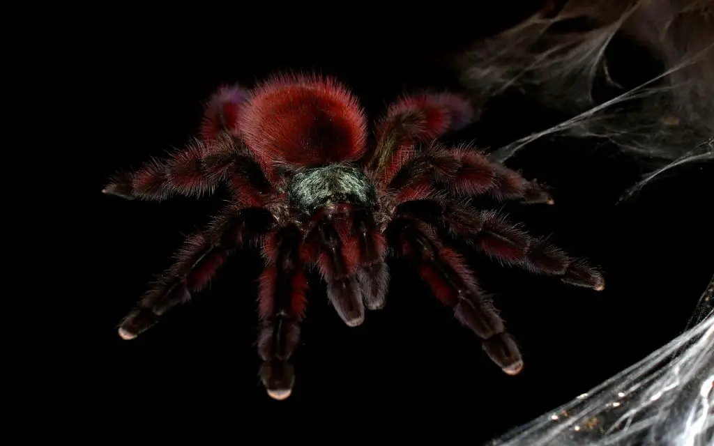 Antilles pinktoe tarantula care