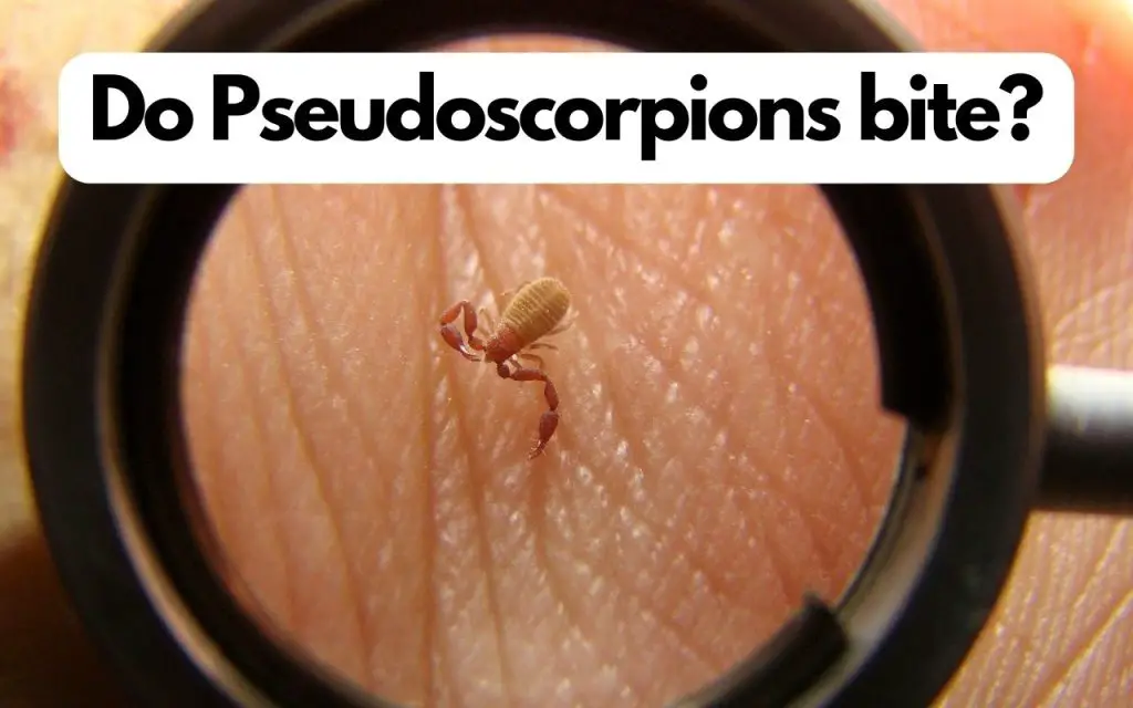 do pseudoscorpions bite humans?