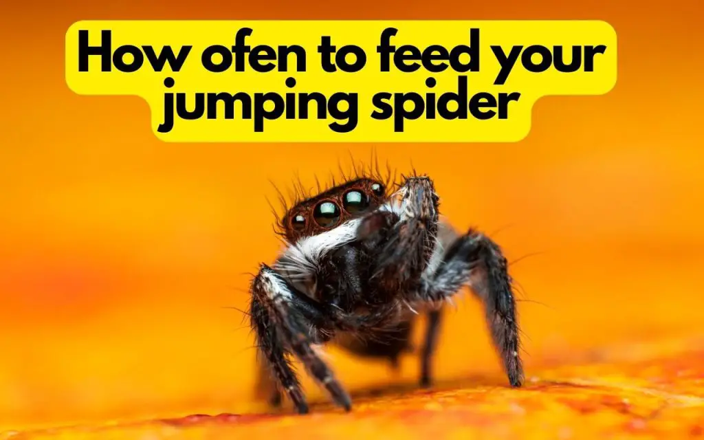 how often to feed jumping spider