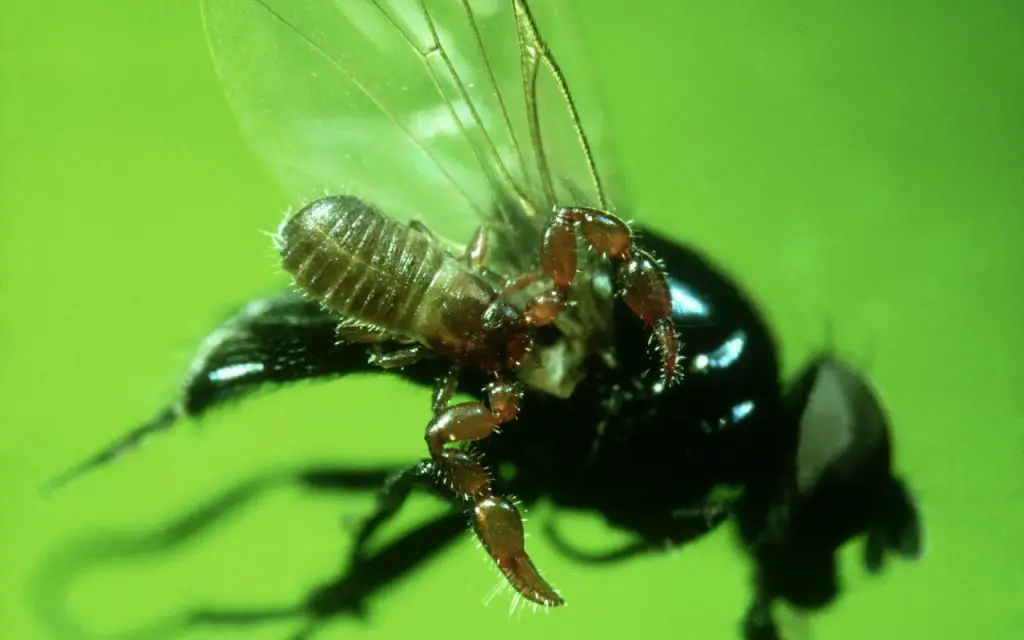 pseudoscorpions in new york