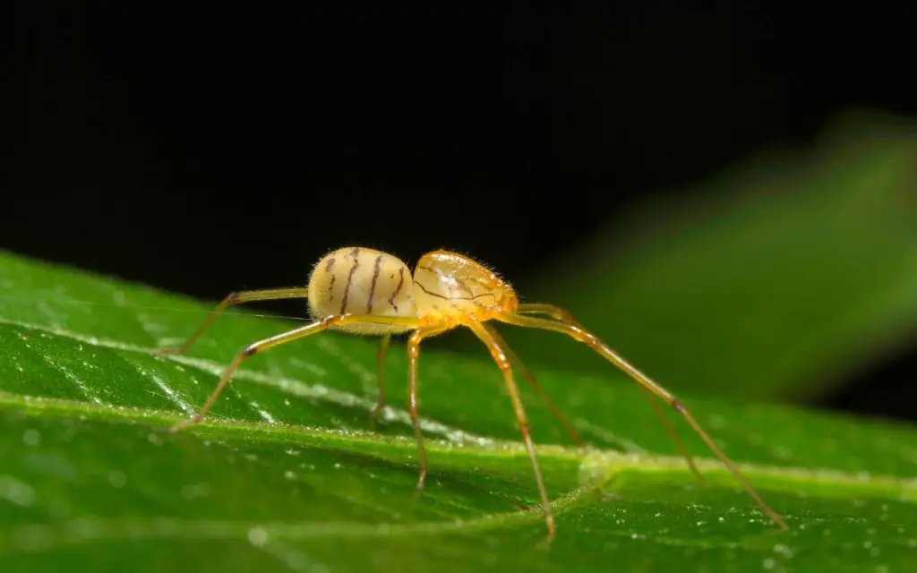 spitting spider vs jumping spider