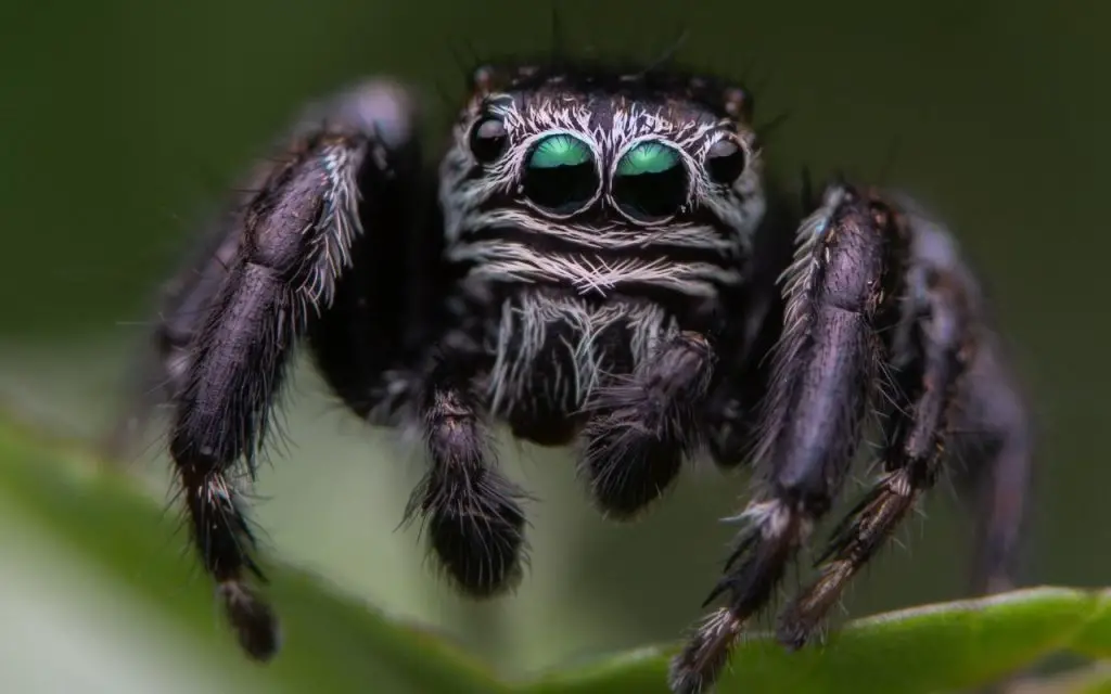 are jumping spiders communal?