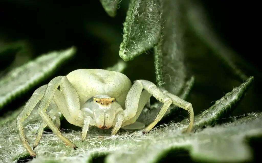 are yellow crab spiders poisonous?