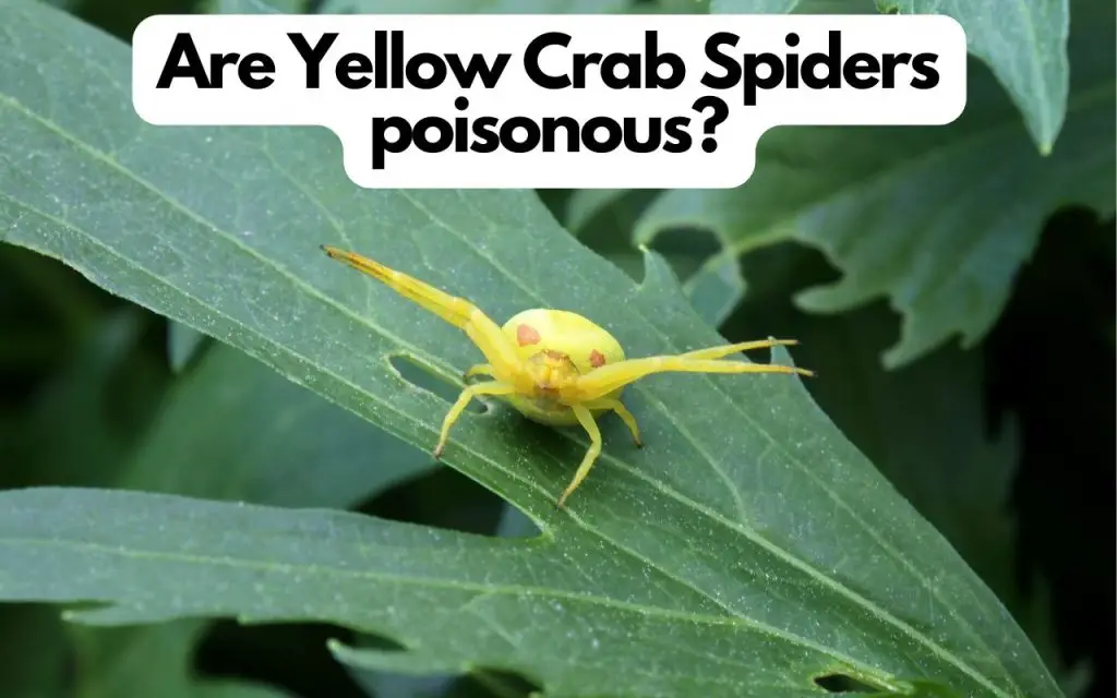 are yellow crab spiders poisonous?