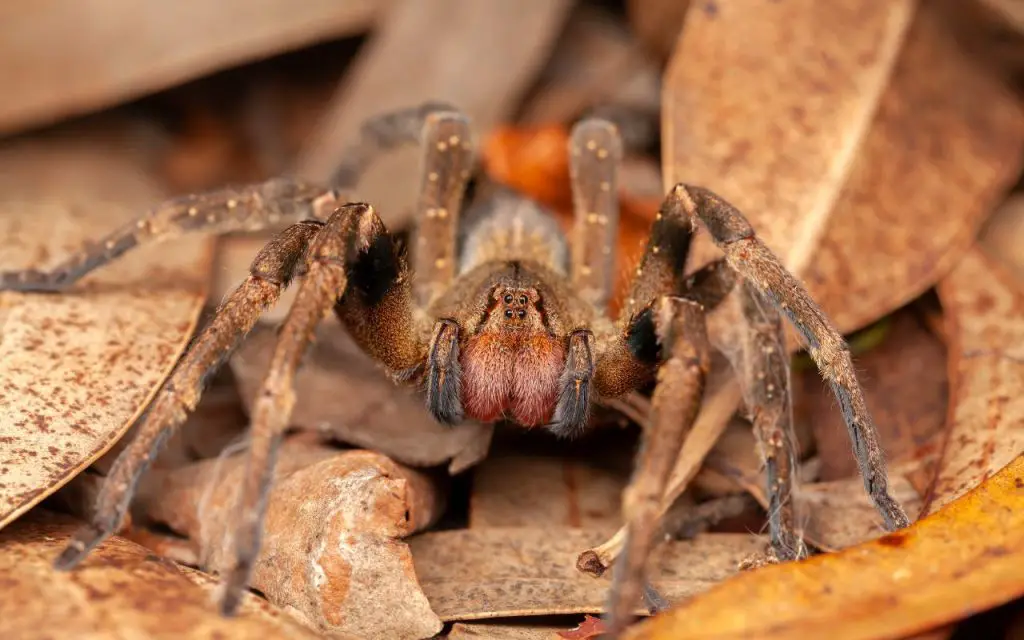 Brazilian Wandering Spider facts