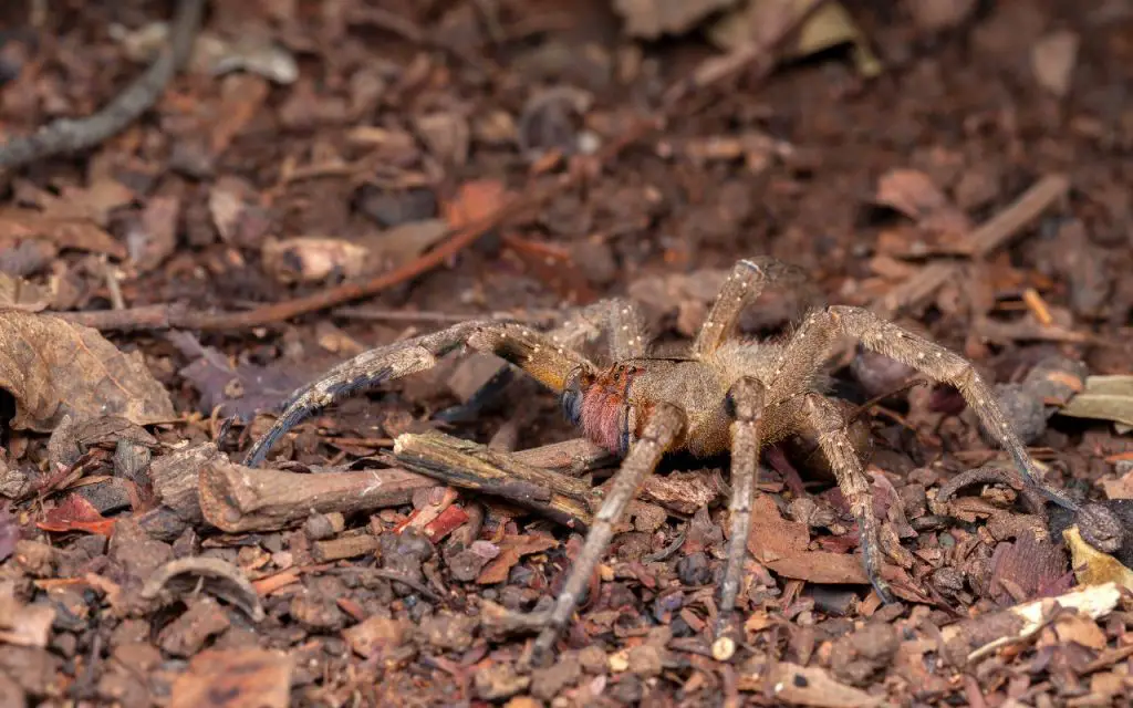Brazilian Wandering Spider size