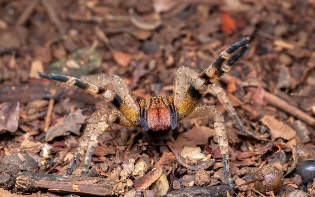 Brazilian Wandering Spider facts