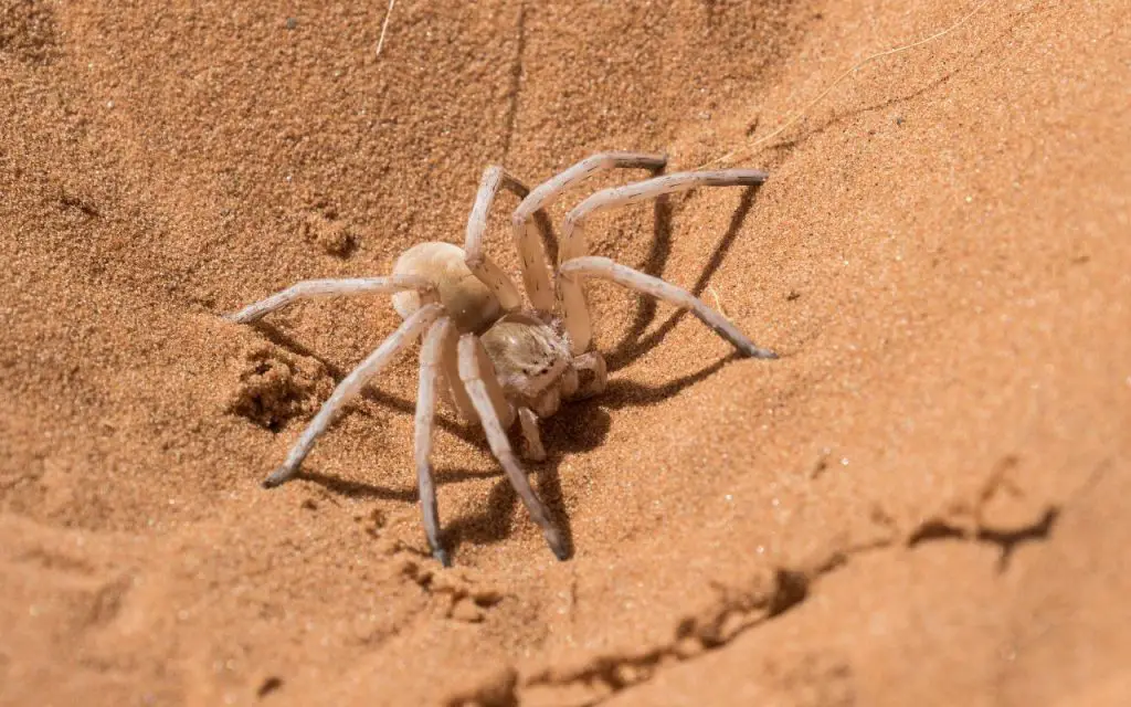 Dancing White Lady Spider Facts