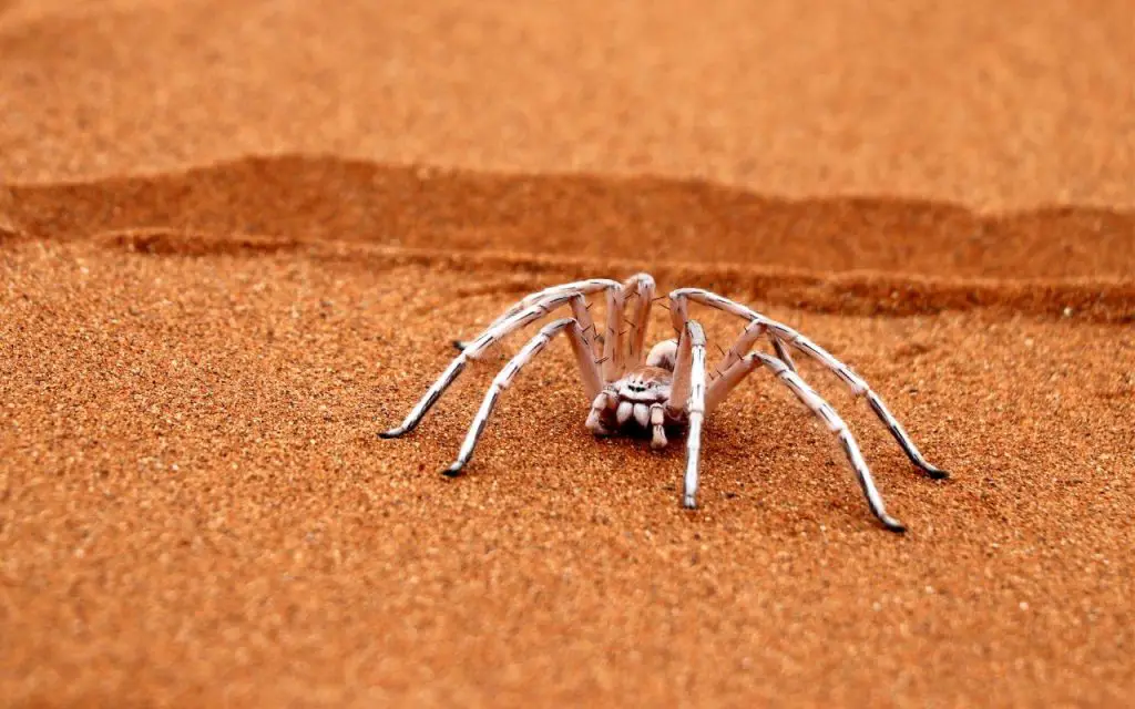 Dancing White Lady Spider facts