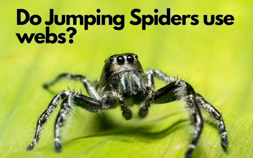 do jumping spiders make webs?
