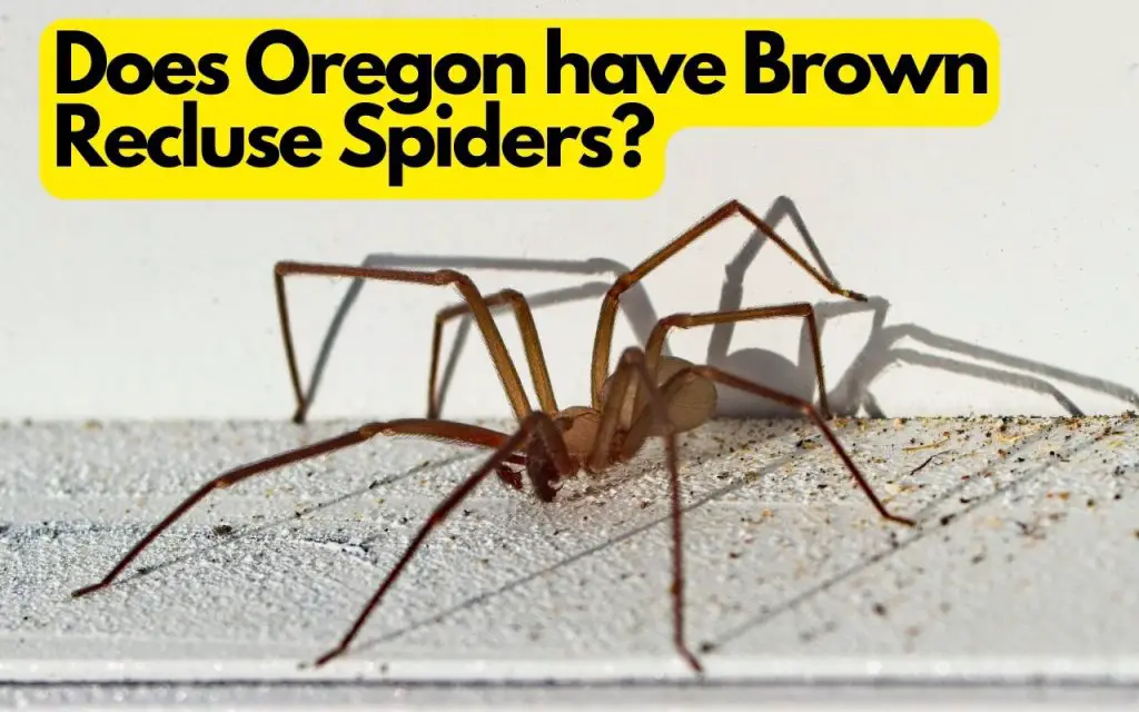 Does Oregon have Brown Recluse Spiders?