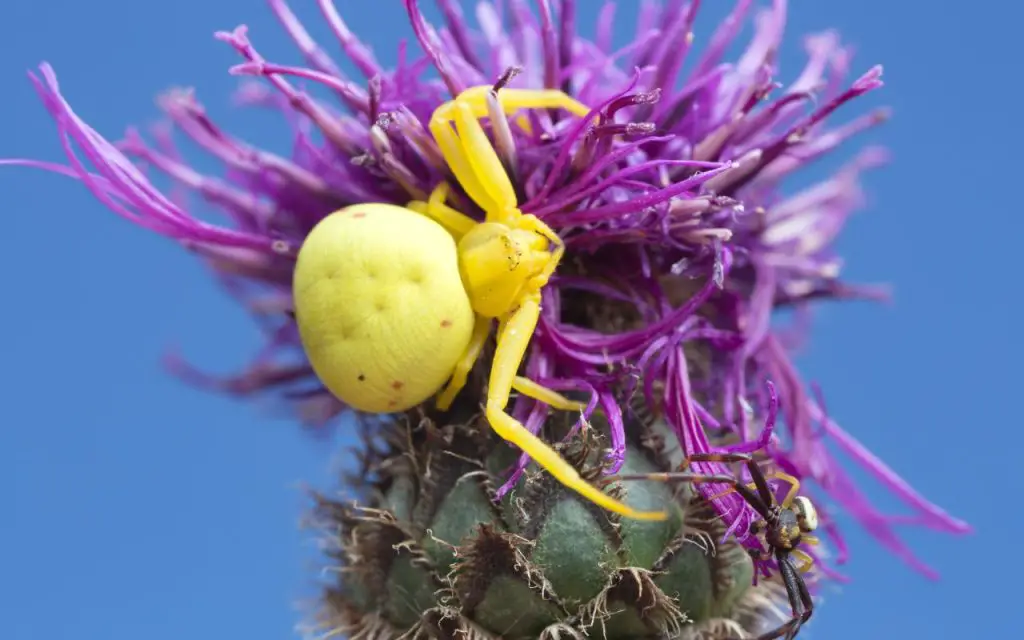 are yellow crab spiders poisonous?