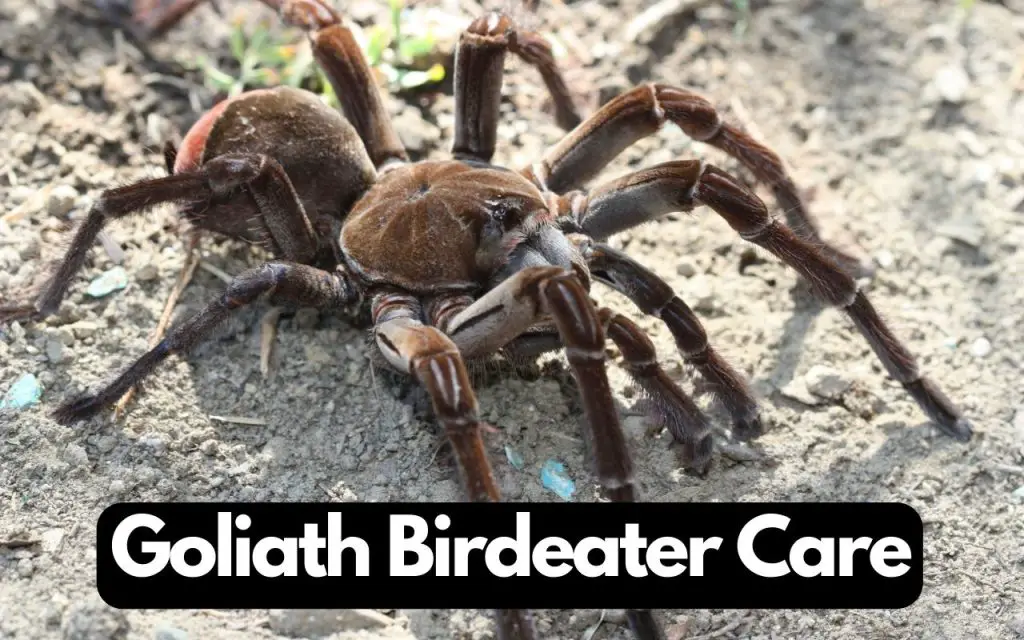 Goliath Birdeater Care
