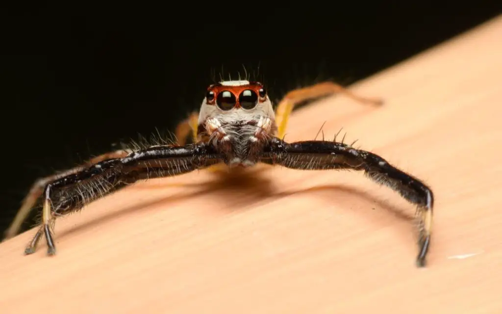 do jumping spiders make webs?