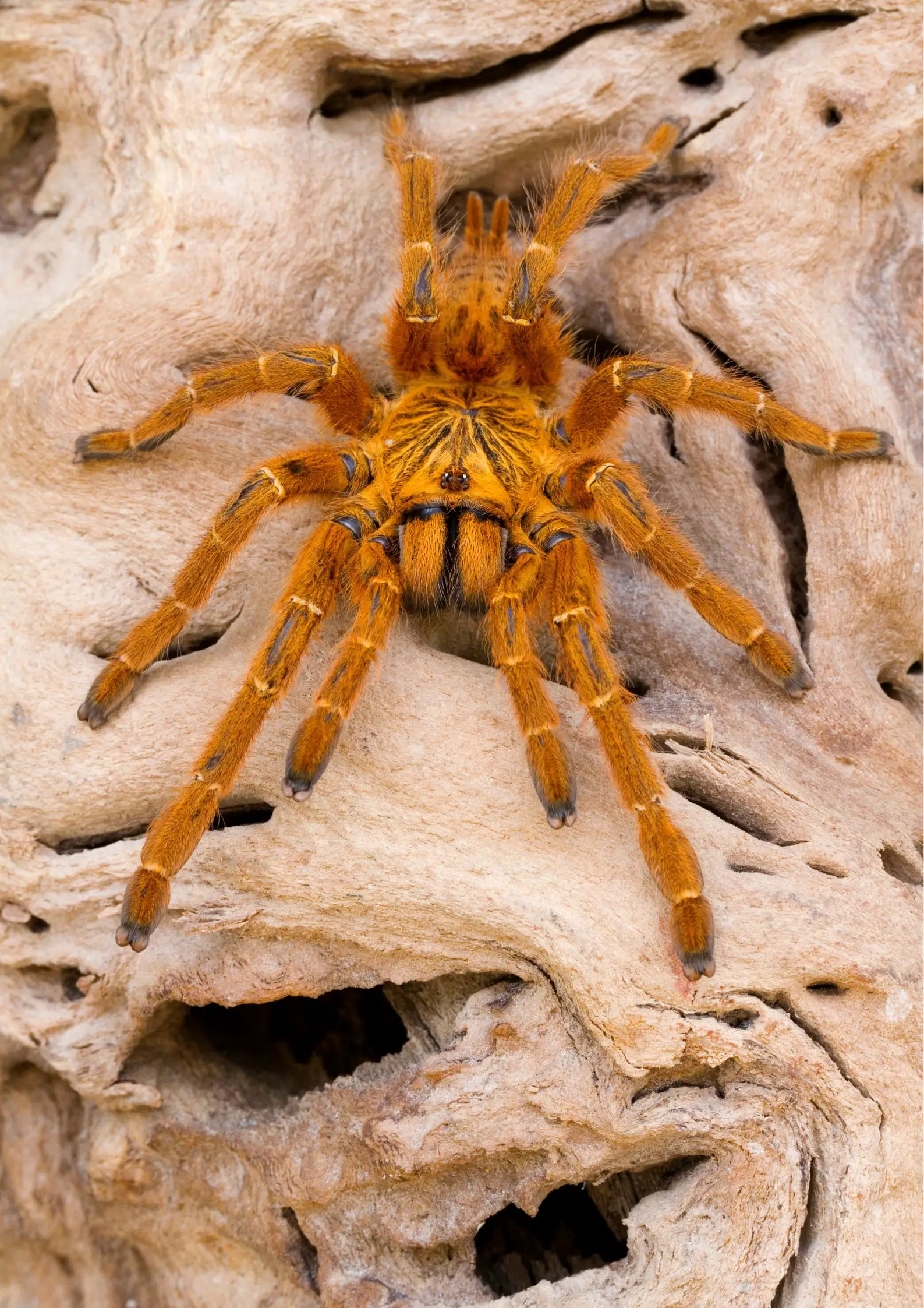 Orange Baboon Spider Care