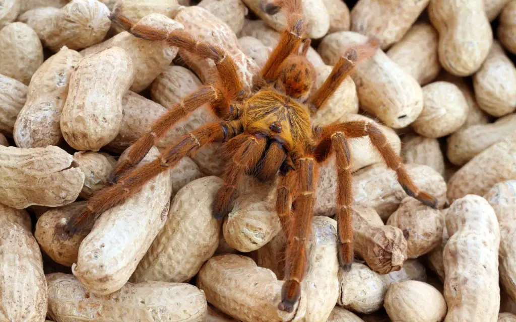 Orange Baboon Spider care