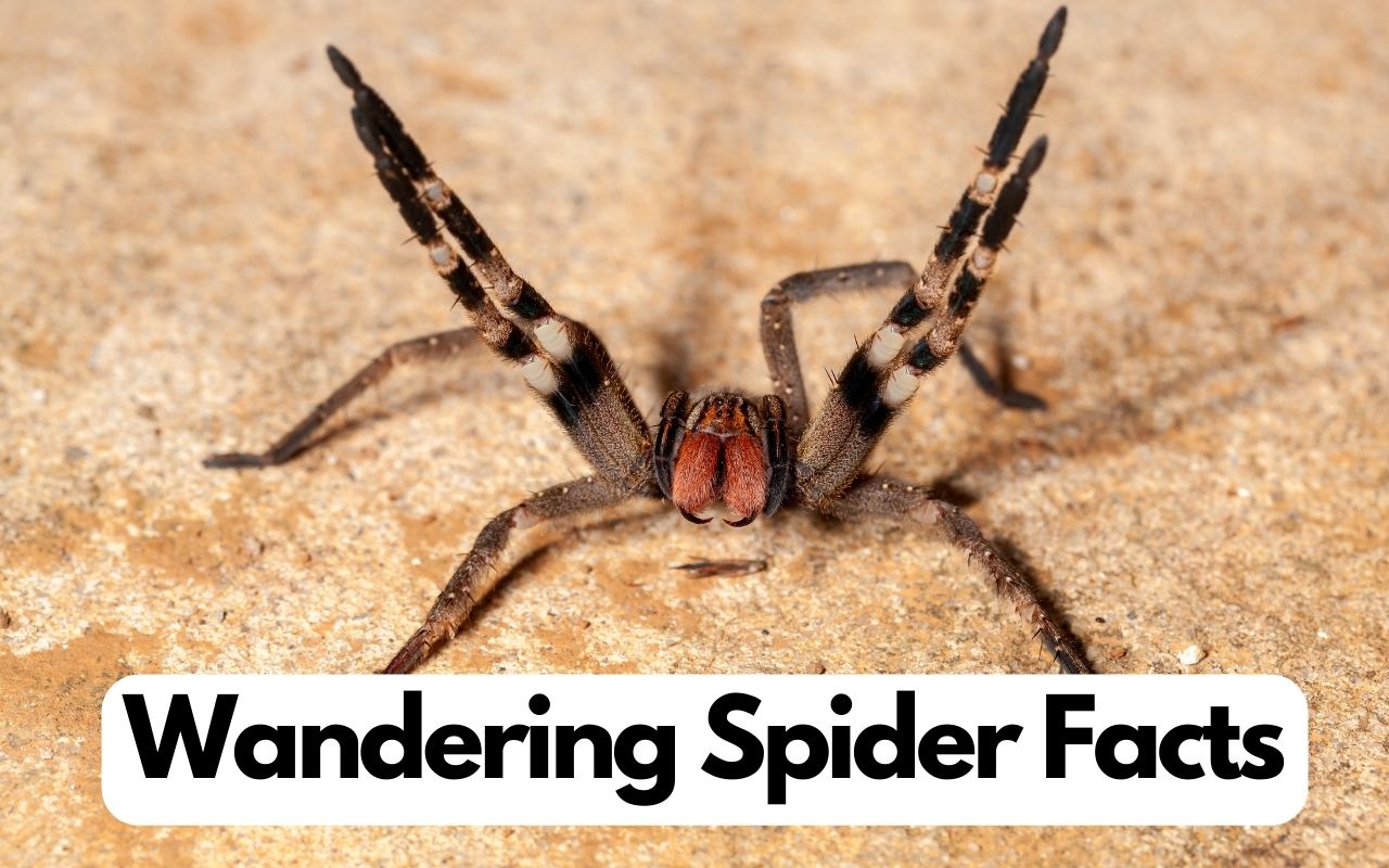 wandering spider facts