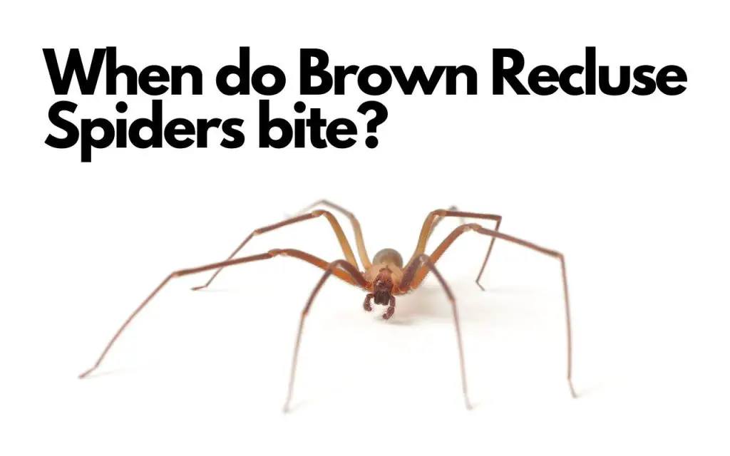 When do Brown Recluse Spiders bite?