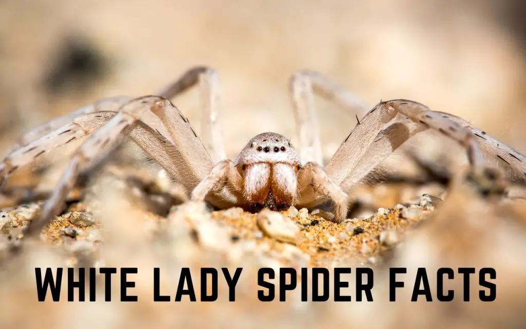 Dancing White Lady Spider Facts