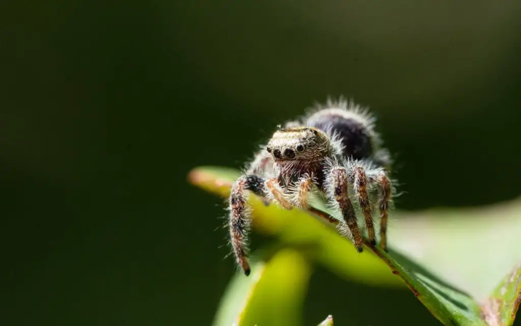 Are jumping spiders friendly?