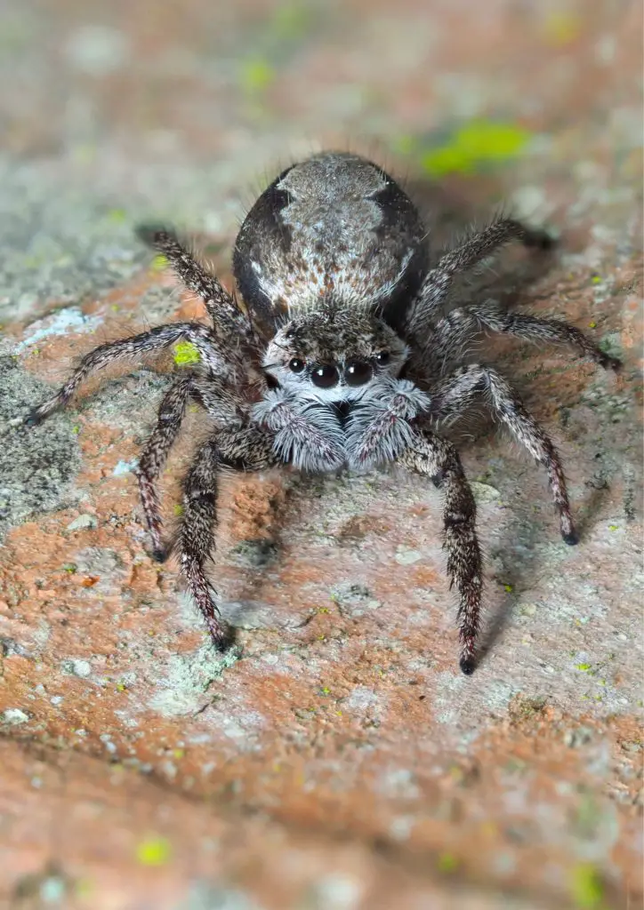 Tan jumping spider facts