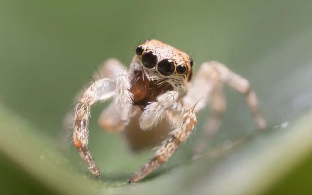 Are jumping spiders friendly?
