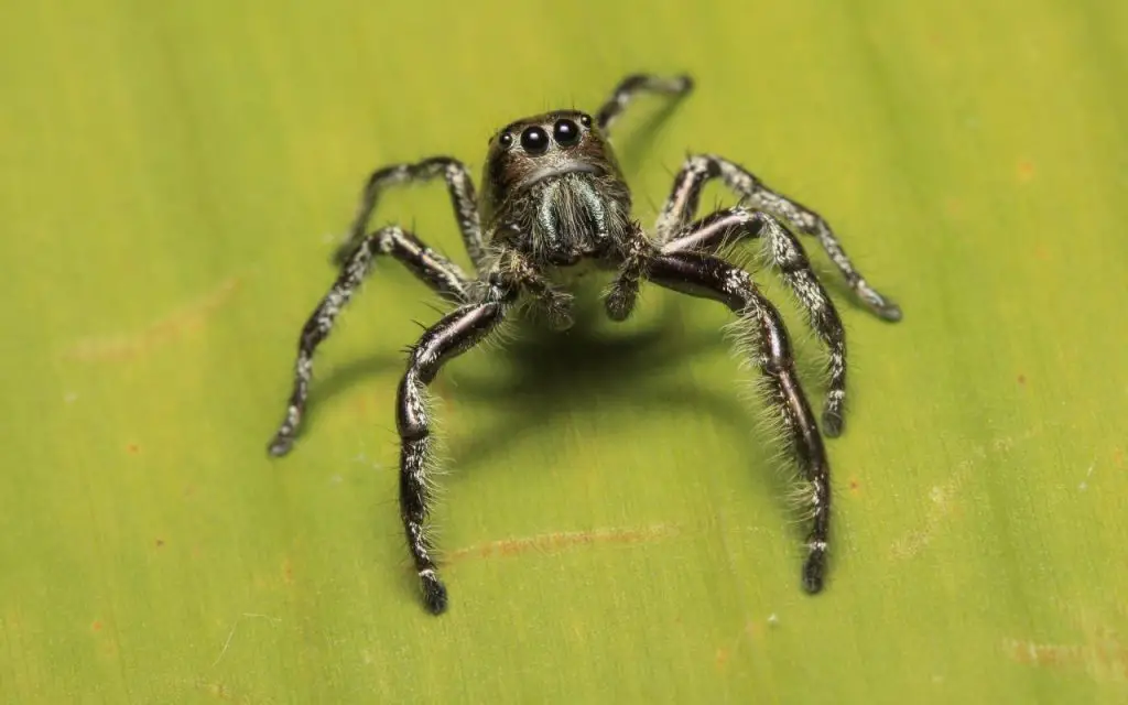How big do jumping spiders get?