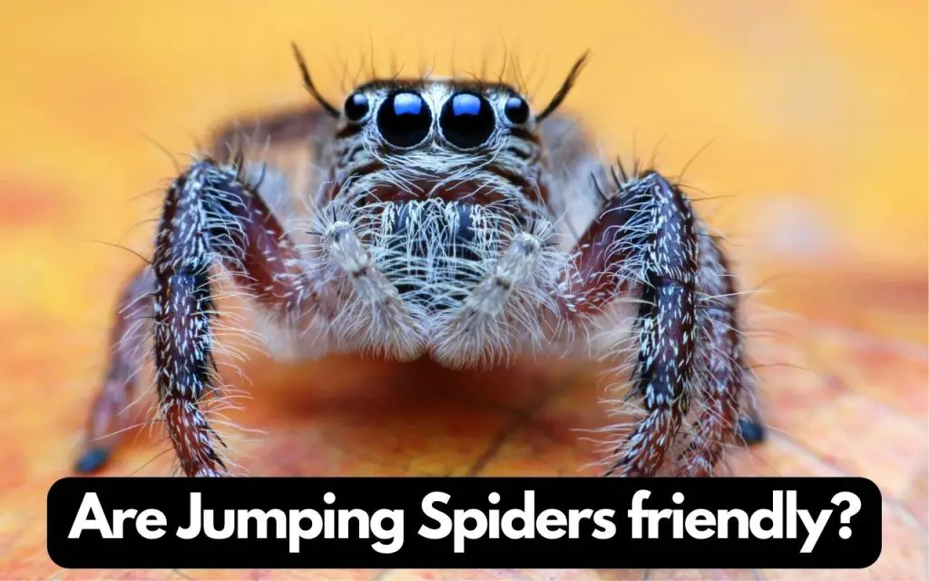 Are Jumping spiders friendly?