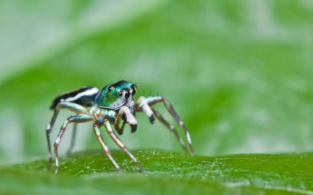 How big do jumping spiders get?