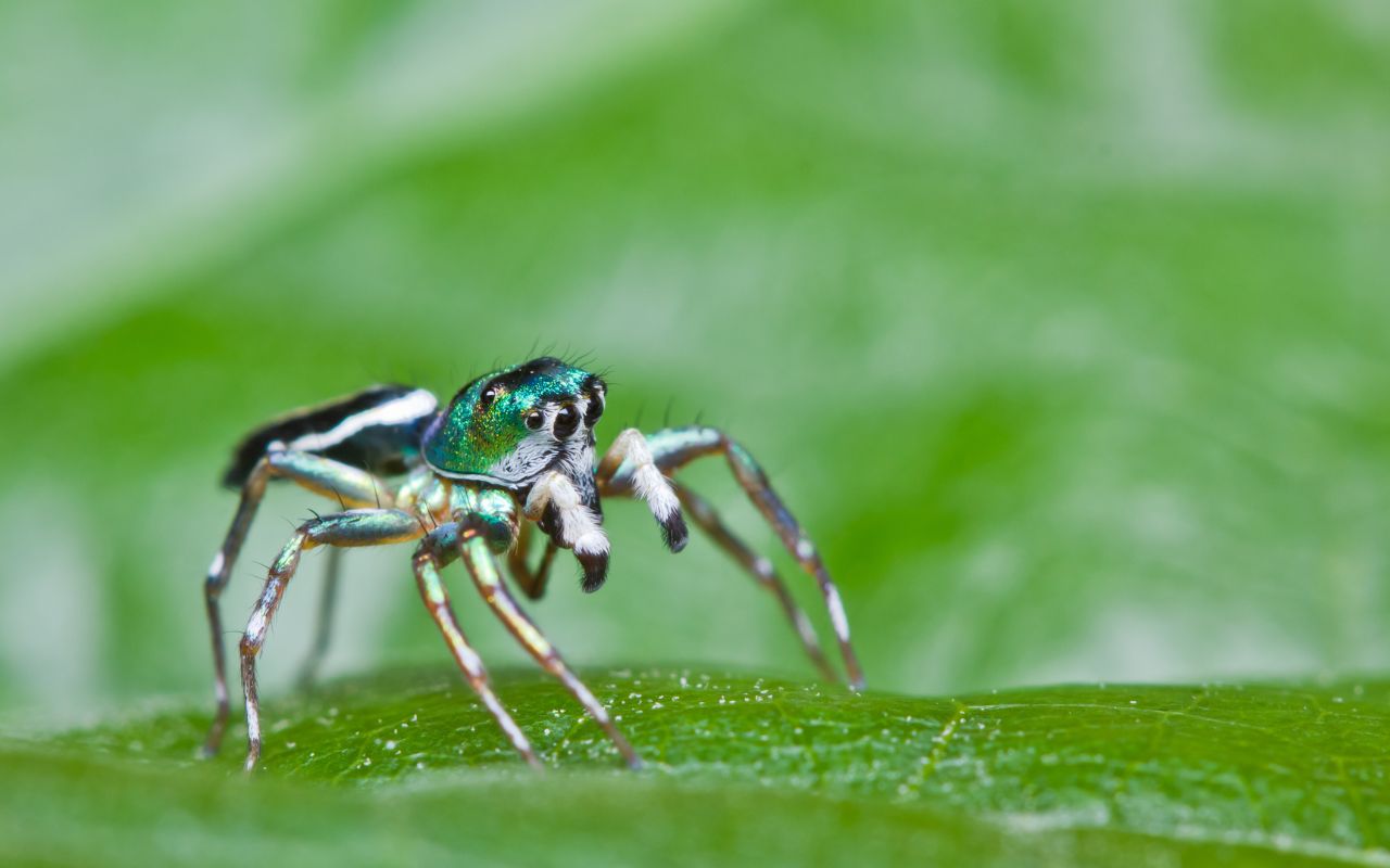 How big do Jumping Spiders get? - The Spider Blog