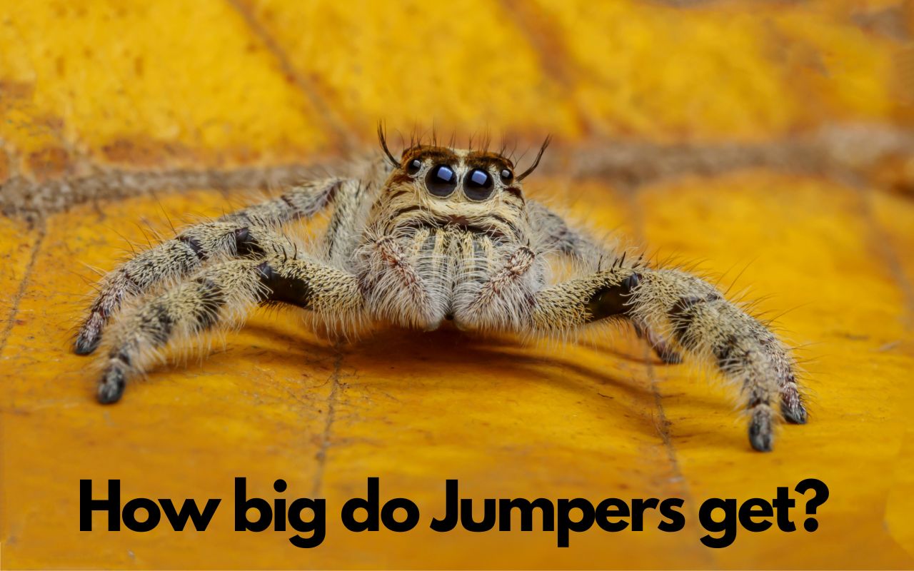 How big do Jumping Spiders get? - The Spider Blog